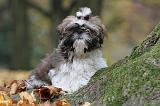 SHIH TZU 141